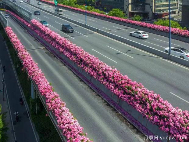 杭州高架月季盛开，200万株月季花装扮空中花廊(图4)