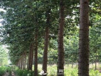 河南周口：培育出不飞絮的杨树新品种