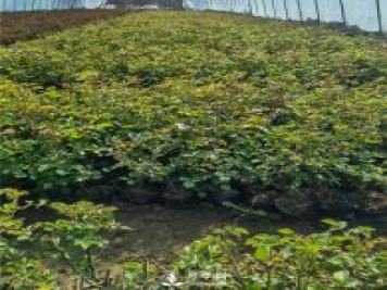 各类盆栽月季上市，南阳杯苗基地全国批发中