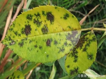 深秋天季节月季出现斑点的病害原因与防治