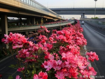 30万株新品种，杭州高架月季会带来什么样的惊喜？
