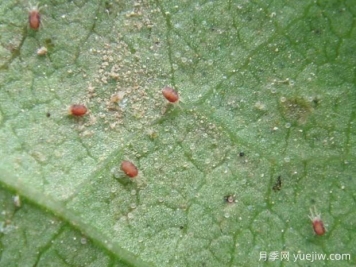 月季常见病虫害之红蜘蛛的习性和防治措施