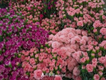 中国6大花市，全国花卉批发市场介绍
