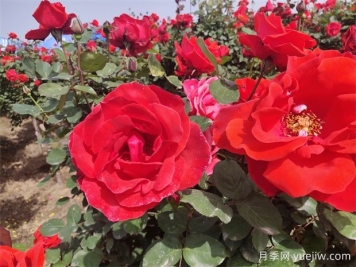 月季、玫瑰、蔷薇分别是什么？如何区别？