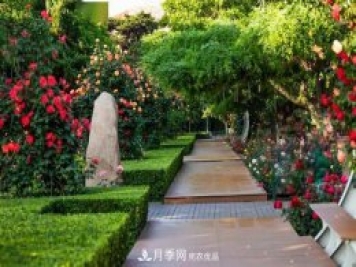 秦皇岛适合养月季花，市花和市树是什么